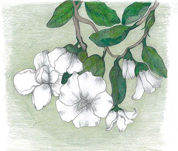 Soft Magnolias by Tracey Farrell