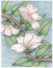 White Magnolias by Tracey Farrell