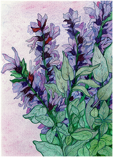 Clary Sage by Tracey Farrell