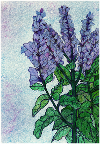 Clary Sage by Tracey Farrell