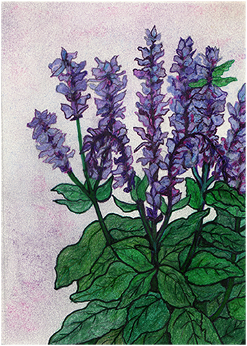Clary Sage by Tracey Farrell